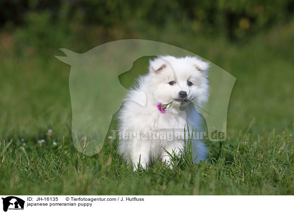 japanese pomeranian puppy / JH-16135