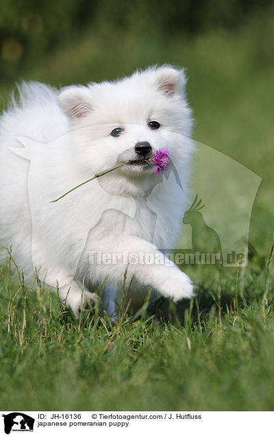 Japanspitz Welpe / japanese pomeranian puppy / JH-16136