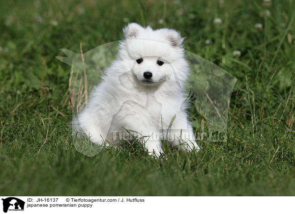 Japanspitz Welpe / japanese pomeranian puppy / JH-16137