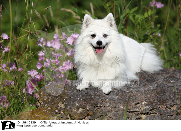 lying japanese pomeranian / JH-16139