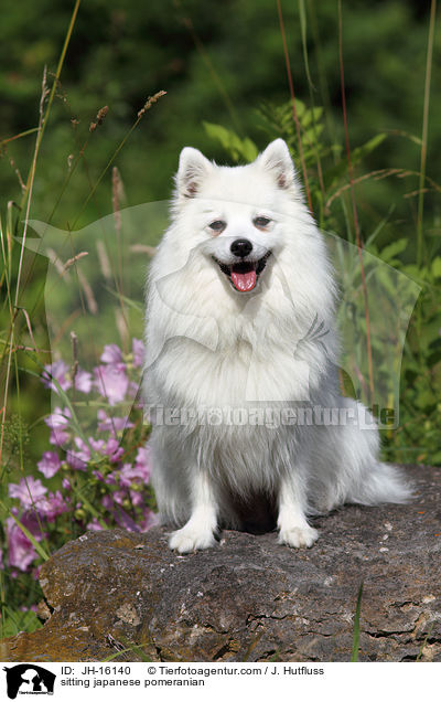 sitting japanese pomeranian / JH-16140