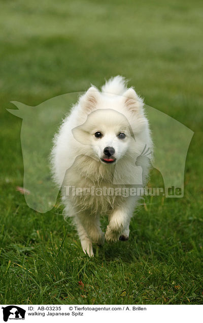 laufender Japanspitz / walking Japanese Spitz / AB-03235