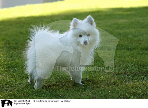 Japanspitz / Japanese Spitz / AB-03238