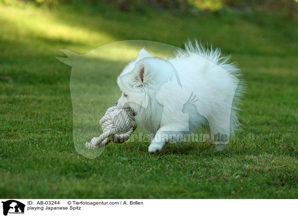 playing Japanese Spitz / AB-03244