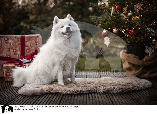 male Japanese Spitz / SVS-01487