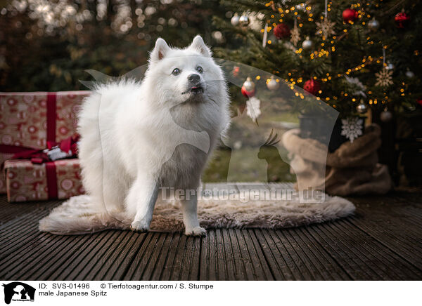 Japanspitz Rde / male Japanese Spitz / SVS-01496