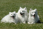 three japanese pomeranians