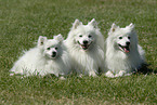 three japanese pomeranians