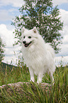 japanese pomeranian