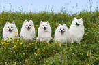 japanese pomeranians