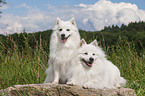 japanese pomeranians