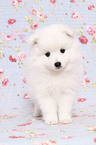 japanese pomeranian puppy