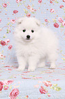 japanese pomeranian puppy