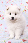 japanese pomeranian puppy