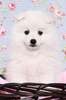 japanese pomeranian puppy