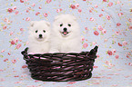 japanese pomeranian puppies