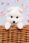 japanese pomeranian puppy