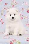 japanese pomeranian puppy