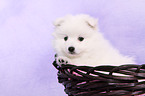 japanese pomeranian puppy