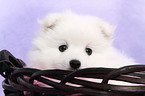 japanese pomeranian puppy