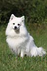 sitting japanese pomeranian