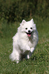 running japanese pomeranian