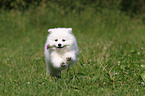 japanese pomeranian puppy