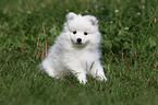 japanese pomeranian puppy