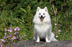 sitting japanese pomeranian