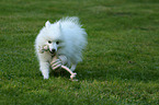 playing Japanese Spitz