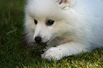 lying Japanese Spitz