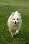 walking Japanese Spitz