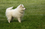 Japanese Spitz