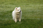 Japanese Spitz