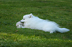 lying Japanese Spitz