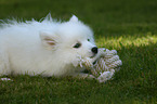 lying Japanese Spitz