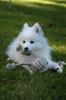 lying Japanese Spitz