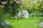 Japanese Spitz Puppy