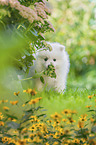 standing Japanese Spitz Puppy