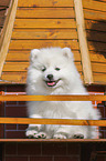 sitting Japanese Spitz Puppy