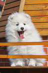 sitting Japanese Spitz Puppy
