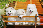 sitting Japanese Spitz Puppies