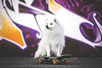 male Japanese Spitz