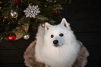 male Japanese Spitz