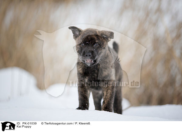 Kai Welpe / Kai Puppy / PK-01039