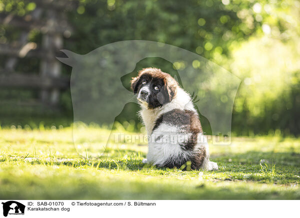 Karakatschan / Karakatschan dog / SAB-01070