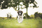 Karakatschan dog