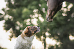 Karakatschan dog