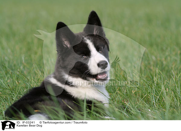 Karelian Bear Dog / IF-03241