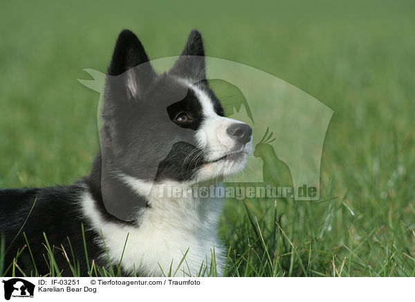 Karelischer Brenhund / Karelian Bear Dog / IF-03251